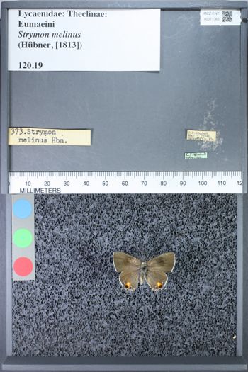 Media type: image;   Entomology 71363